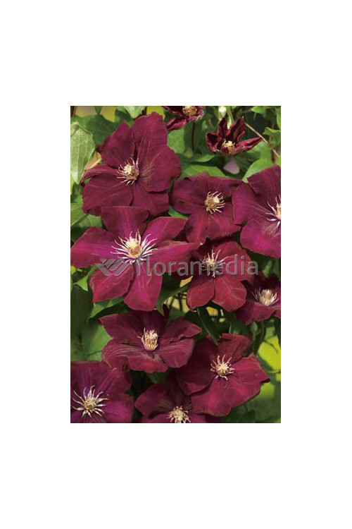 Powojnik 'Rouge Cardinal' | Clematis