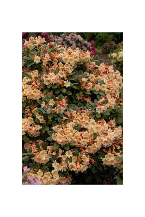 Różanecznik 'Flautando' Rhododendron