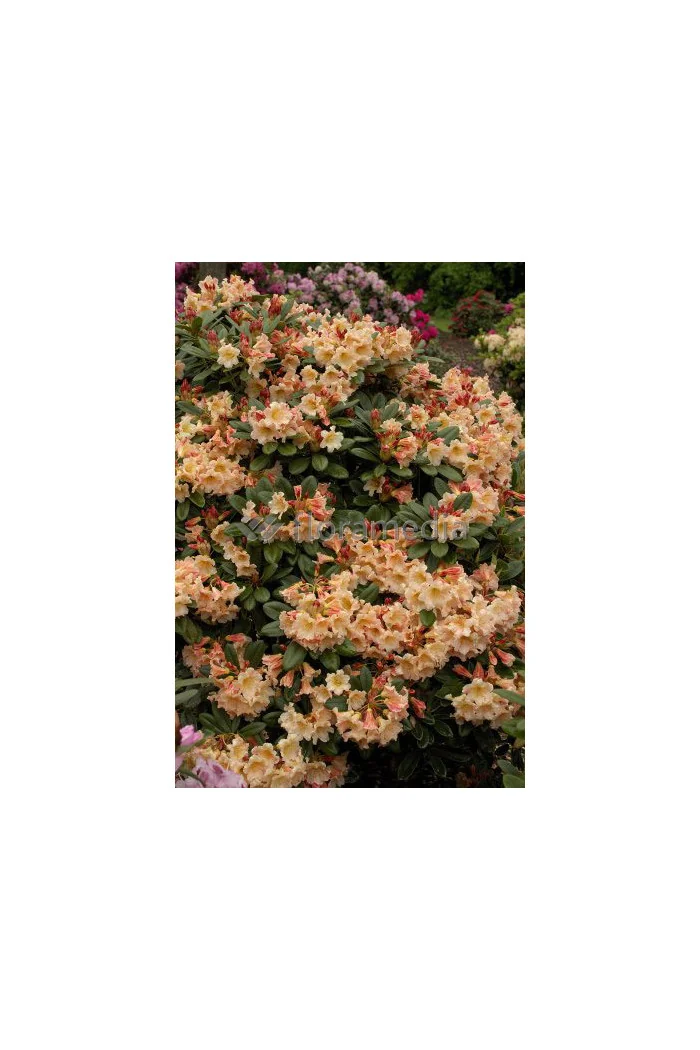 Różanecznik 'Flautando' Rhododendron