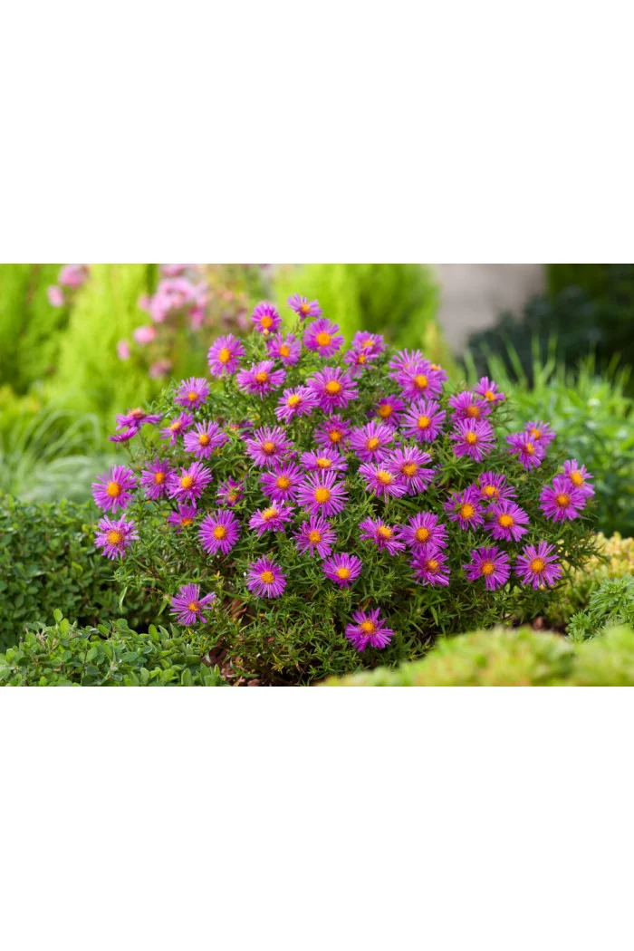 Aster krzaczasty 'Alice Halsam' | Aster dumosus