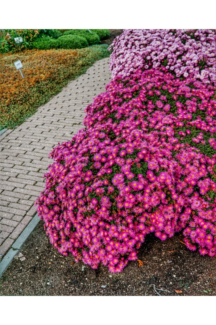 Aster krzaczasty 'Alice Halsam' | Aster dumosus