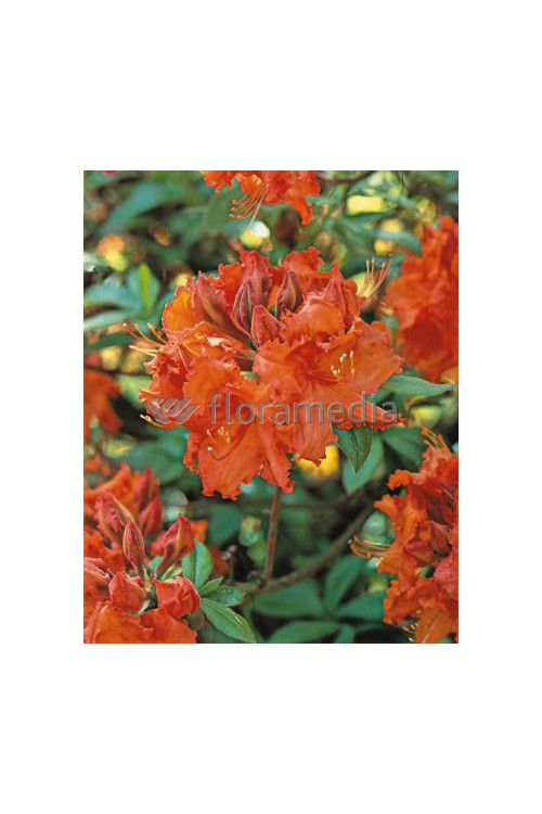 Azalia wielkokwiatowa 'Gibraltar' | Rhoddendron