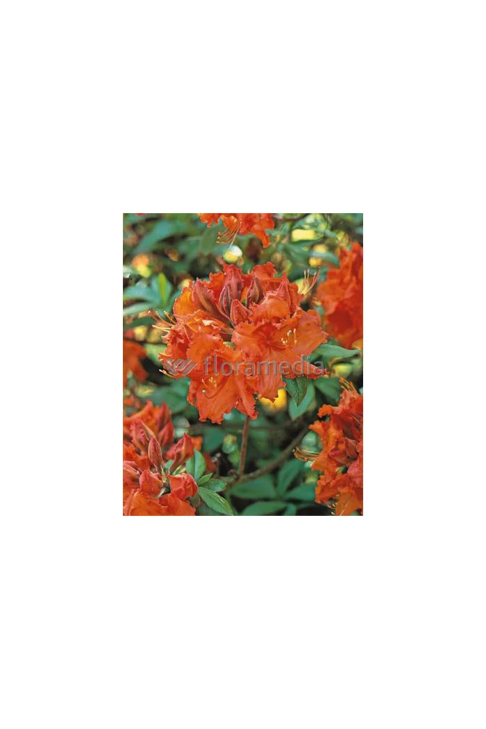 Azalia wielkokwiatowa 'Gibraltar' | Rhoddendron