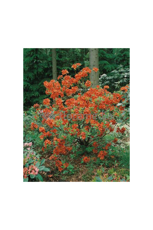 Azalia wielkokwiatowa 'Gibraltar' | Rhoddendron