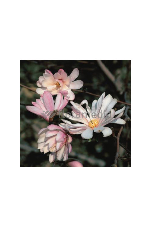 Magnolia gwiaździsta 'Rosea' Magnolia stellata