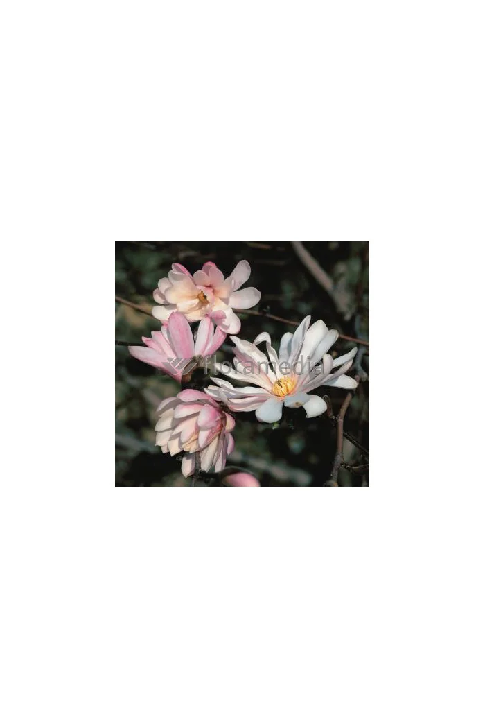 Magnolia gwiaździsta 'Rosea' Magnolia stellata