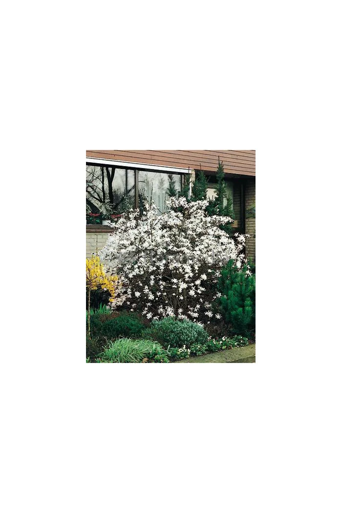 Magnolia gwiaździsta 'Rosea' Magnolia stellata