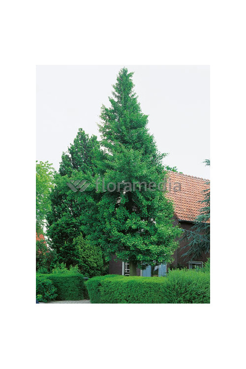 Miłorząb dwuklapowy Ginkgo biloba