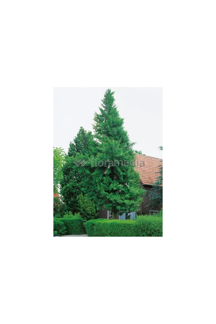 Miłorząb dwuklapowy Ginkgo biloba