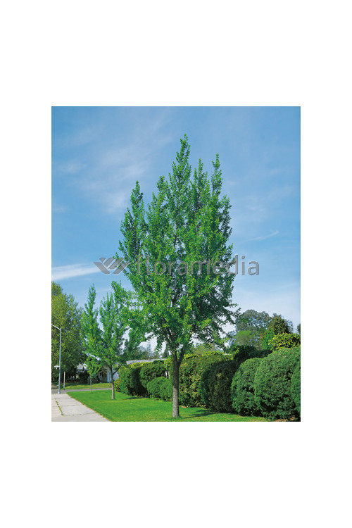 Miłorząb dwuklapowy Ginkgo biloba