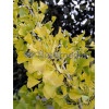 Miłorząb dwuklapowy Ginkgo biloba
