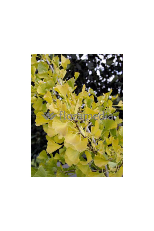 Miłorząb dwuklapowy Ginkgo biloba