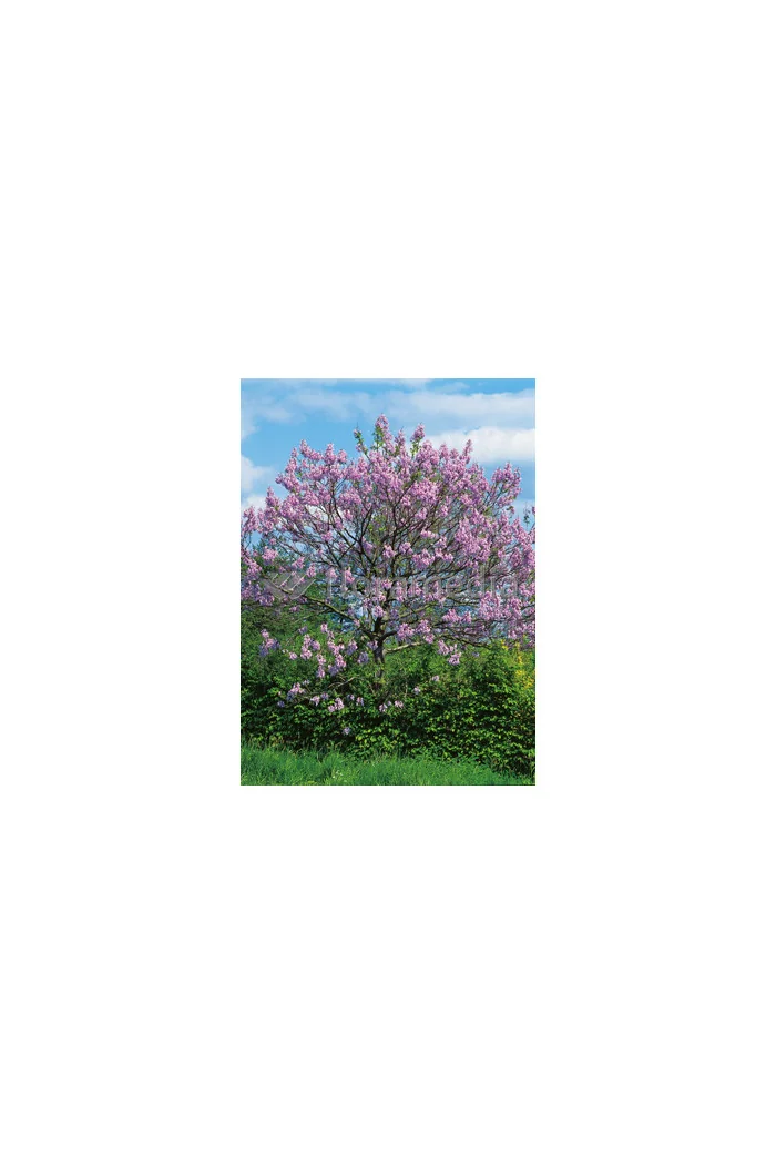 Paulownia puszysta Paulownia tomentosa