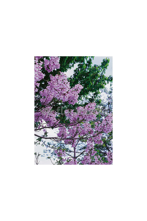 Paulownia puszysta Paulownia tomentosa