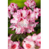 Rododendron 'Hachmann's Charmant' Rhododendron