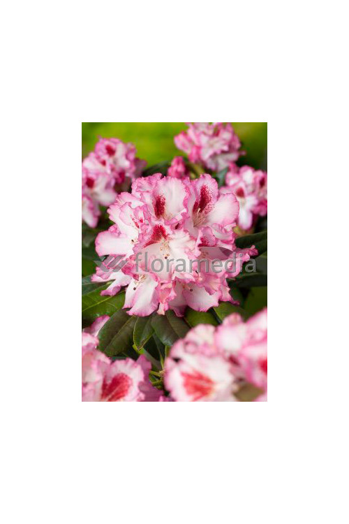 Rododendron 'Hachmann's Charmant' Rhododendron