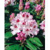 Rododendron 'Hachmann's Charmant' Rhododendron