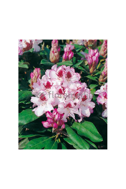 Rododendron 'Hachmann's Charmant' Rhododendron