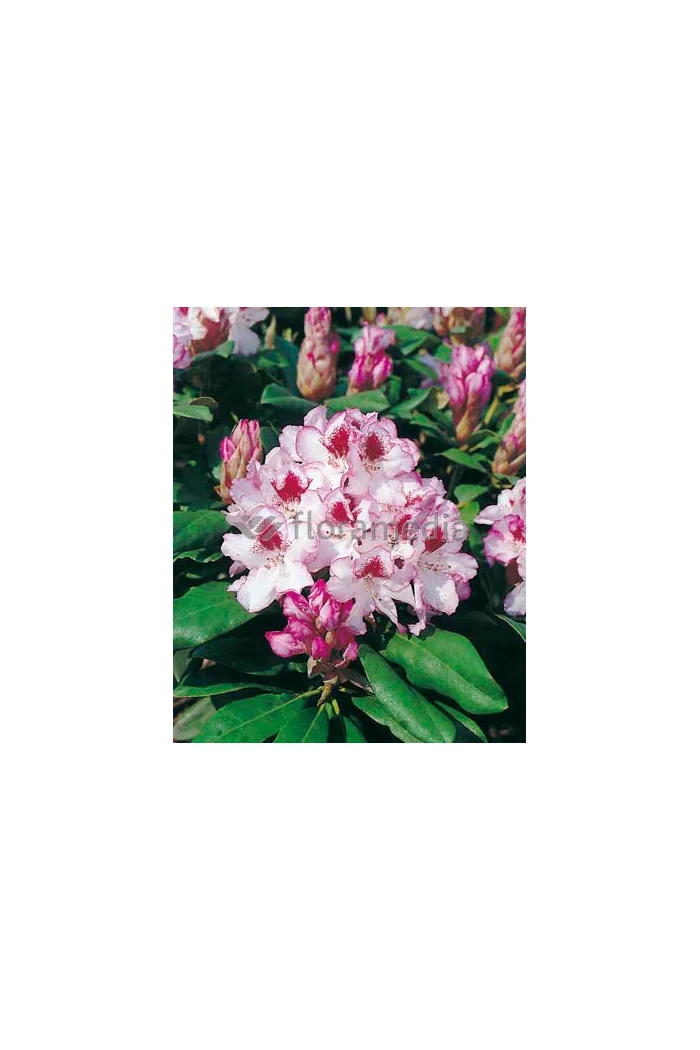 Rododendron 'Hachmann's Charmant' Rhododendron