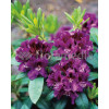 Rododendron 'Rasputin' Rhododendron