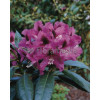 Rododendron 'Rasputin' Rhododendron