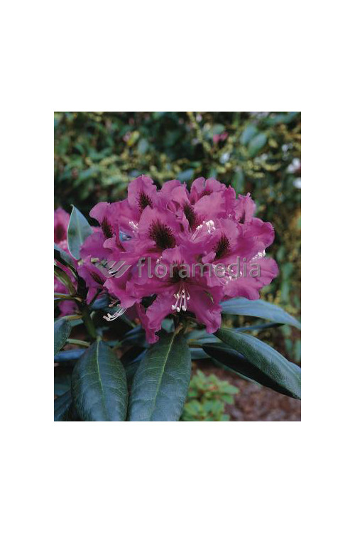 Rododendron 'Rasputin' Rhododendron