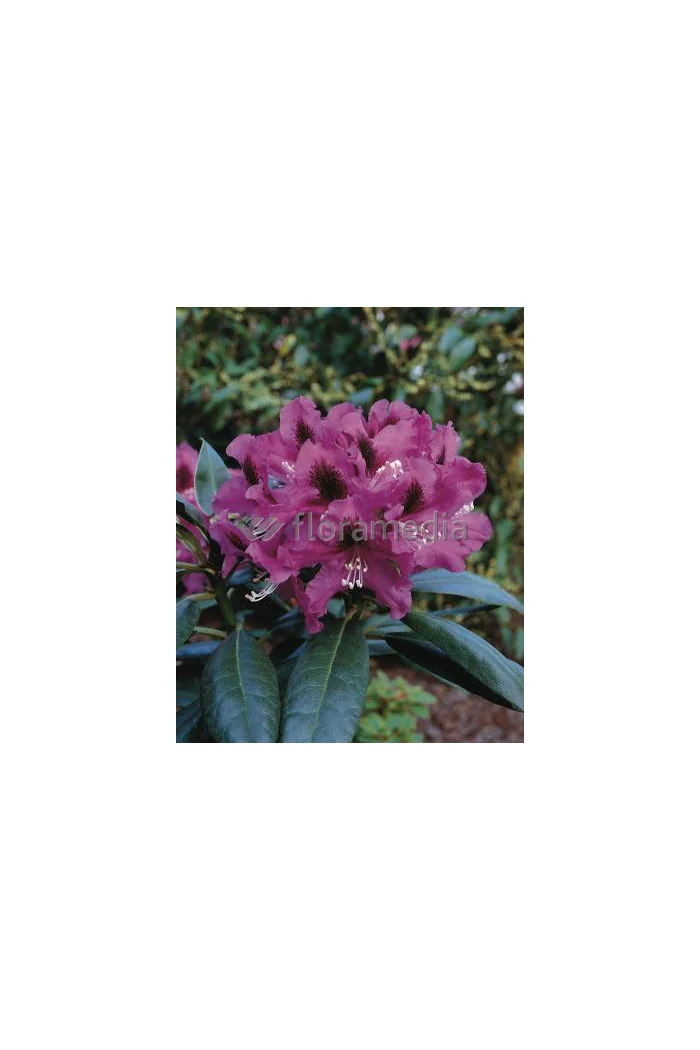 Rododendron 'Rasputin' Rhododendron