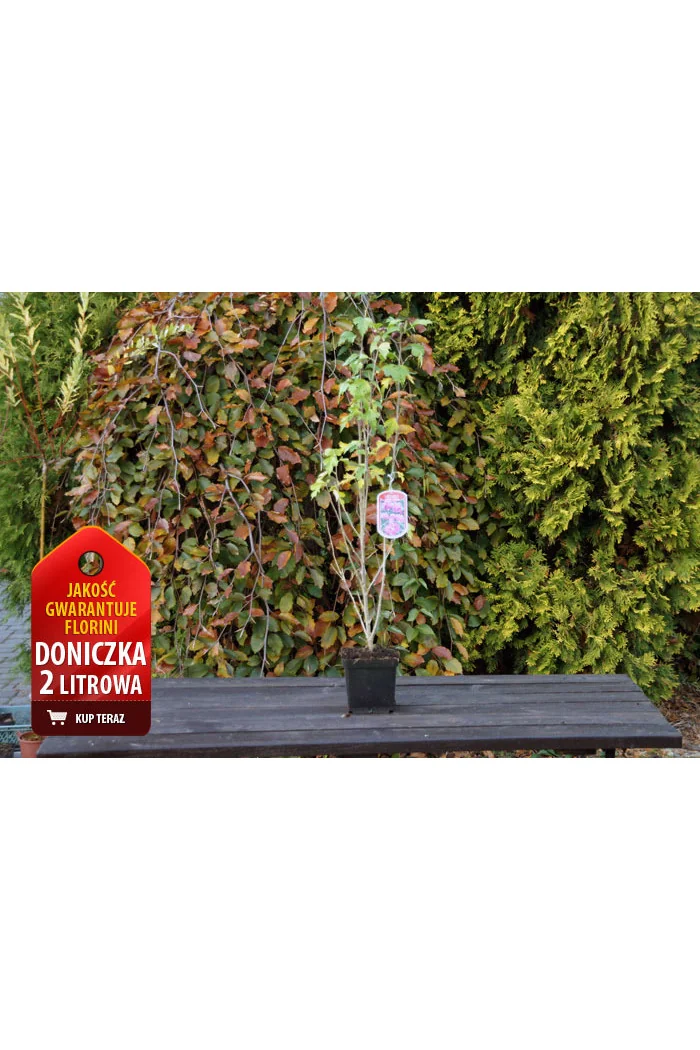 Ketmia syryjska 'Lady Stanley' | Hibiscus syriacus