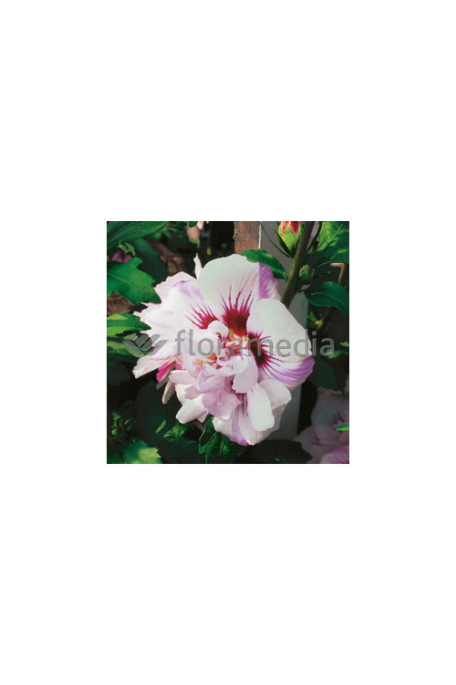 Ketmia syryjska 'Lady Stanley' | Hibiscus syriacus