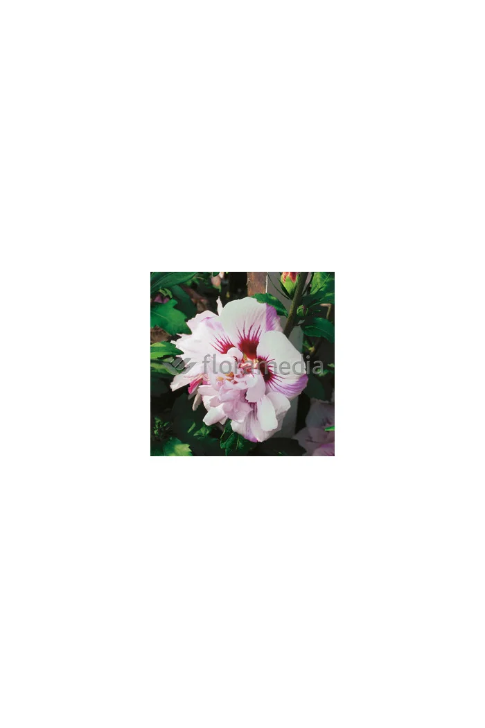Ketmia syryjska 'Lady Stanley' | Hibiscus syriacus