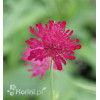Knautia 'Red Knight' | Knautia macedonica