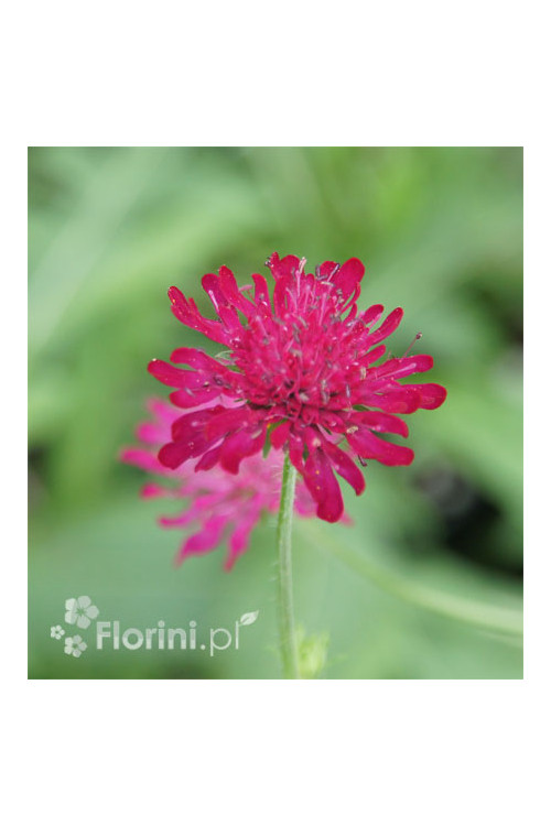Knautia 'Red Knight' | Knautia macedonica