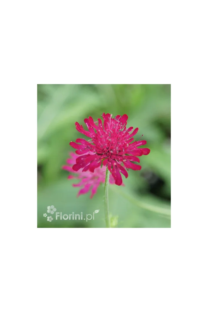 Knautia 'Red Knight' | Knautia macedonica