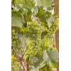 Winorośl 'Iza Zaliwska' | Vitis
