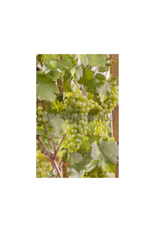 Winorośl 'Iza Zaliwska' | Vitis