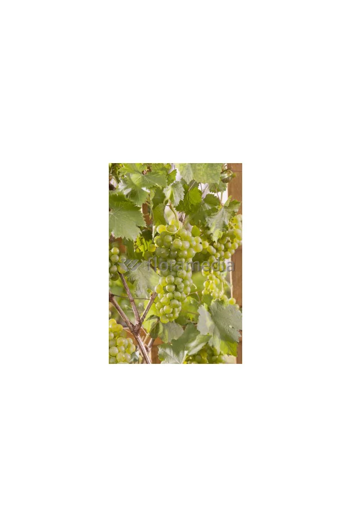 Winorośl 'Iza Zaliwska' | Vitis