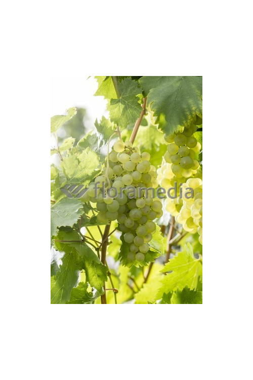 Winorośl 'Iza Zaliwska' | Vitis