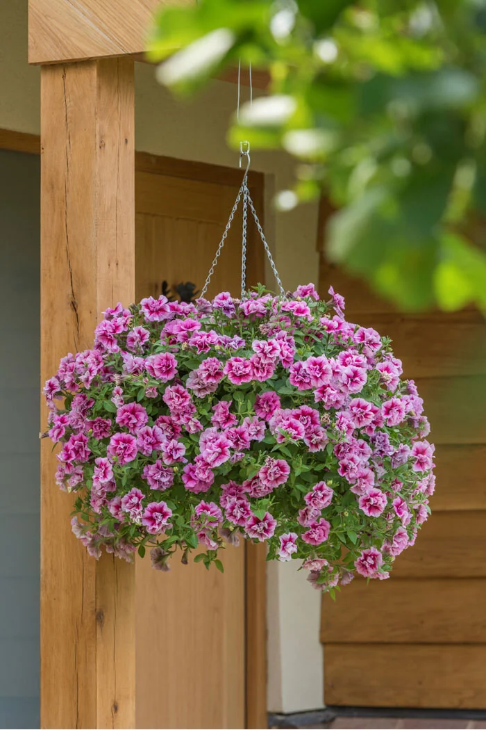 Petunia 'Tumbelina Francesca' | Petunia x hybrida