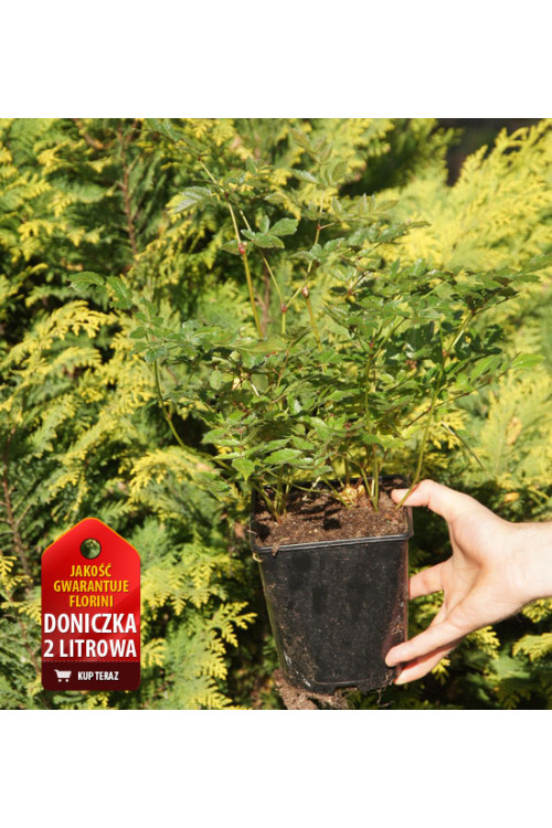 Tawułka pojedynczolistna 'Moulin Rouge' | Astilbe simplicifolia