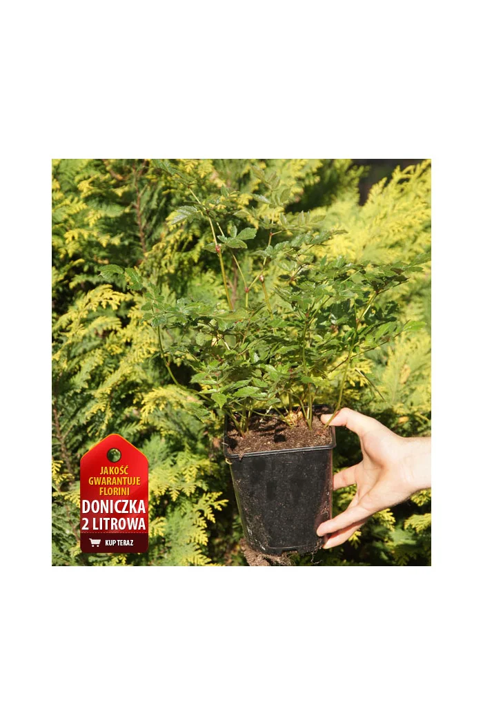 Tawułka pojedynczolistna 'Moulin Rouge' | Astilbe simplicifolia