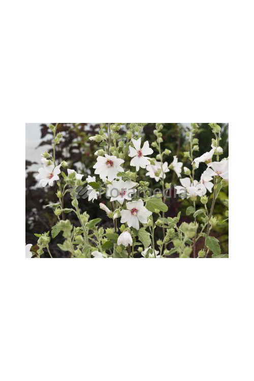 Ślazówka 'Barnsley Baby' Lavatera