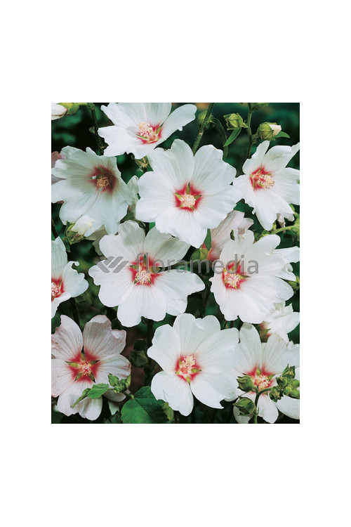 Ślazówka 'Barnsley Baby' Lavatera