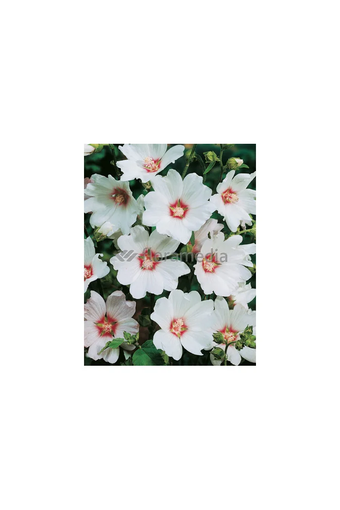 Ślazówka 'Barnsley Baby' Lavatera