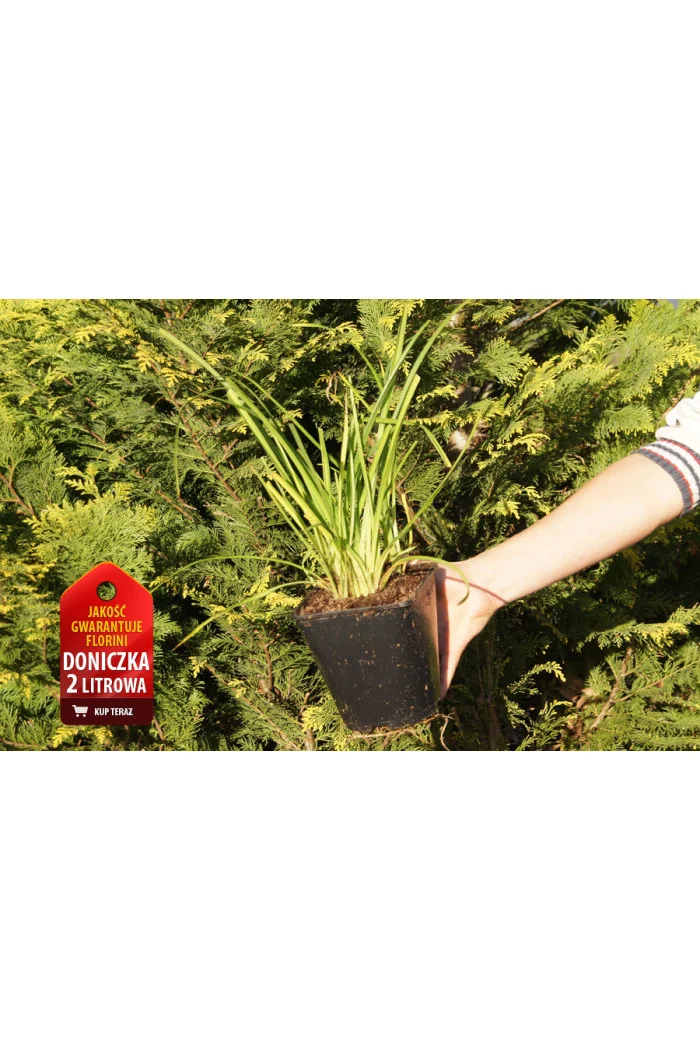 Liliowiec 'Big Time Happy' | Hemerocallis