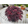 Rozchodnik 'Sunsparkler Plum Dazzled' | Sedum