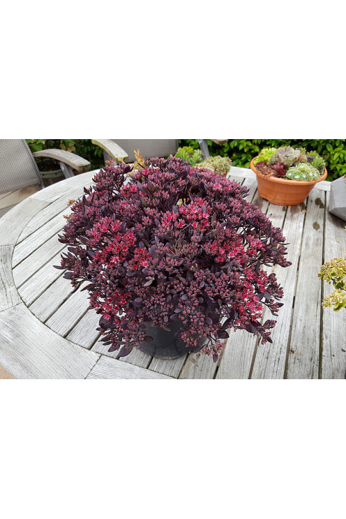 Rozchodnik 'Sunsparkler Plum Dazzled' | Sedum