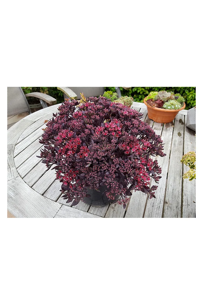 Rozchodnik 'Sunsparkler Plum Dazzled' | Sedum