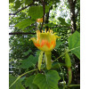 Tulipanowiec amerykański Liriodendron tulipifera