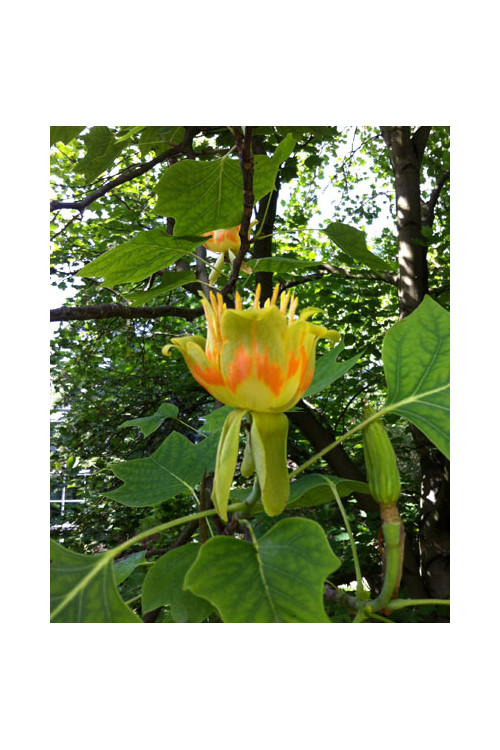 Tulipanowiec amerykański Liriodendron tulipifera