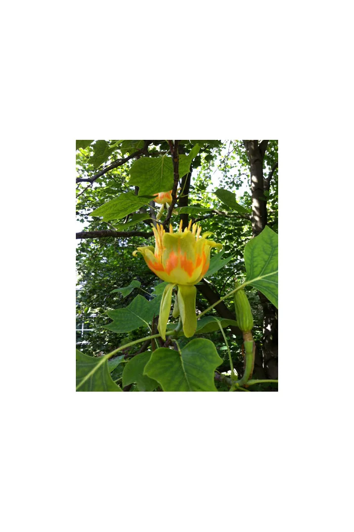 Tulipanowiec amerykański Liriodendron tulipifera